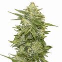 GG-48 (Nirvana) Feminizowane