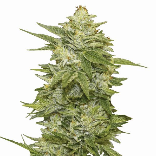 GG-48 (Nirvana) Feminizowane