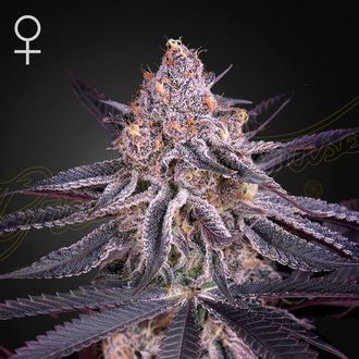 King's Juice (Greenhouse Seeds) Nasiona marihuany feminizowane