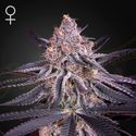 King's Juice (Greenhouse Seeds) Nasiona marihuany feminizowane