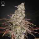 Jack's Dream (Greenhouse Seeds) Feminizowane