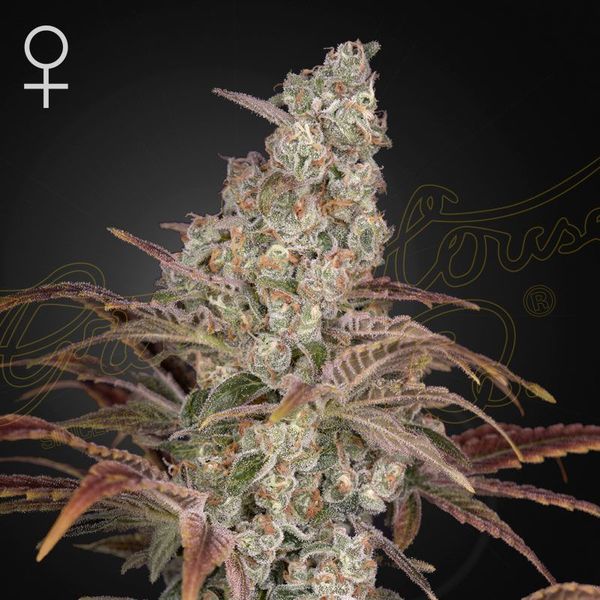 Jack's Dream (Greenhouse Seeds) Feminizowane
