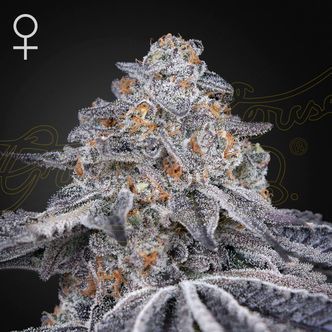 Velvet Moon (Greenhouse Seeds) feminizowane