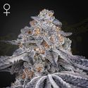 Velvet Moon (Greenhouse Seeds) feminizowane