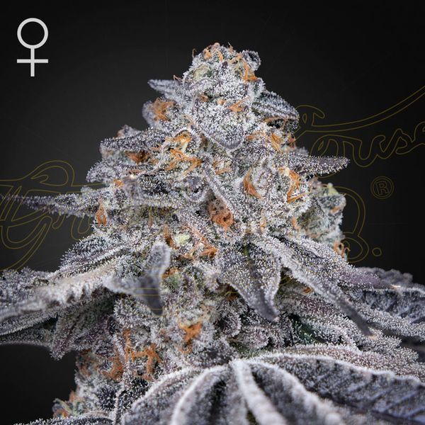 Velvet Moon (Greenhouse Seeds) feminizowane