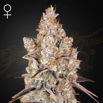 Holy Snow (Greenhouse Seeds) feminizowane