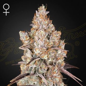 Holy Snow (Greenhouse Seeds) feminizowane