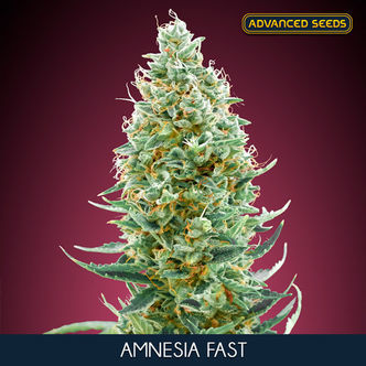 Amnesia Fast (Advanced Seeds) nasiona marihuany feminizowane