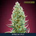 Amnesia Fast (Advanced Seeds) nasiona marihuany feminizowane
