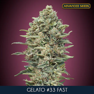 Gelato 33 Fast (Advanced Seeds) nasiona marihuany feminizowane