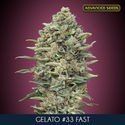 Gelato 33 Fast (Advanced Seeds) nasiona marihuany feminizowane