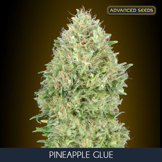 Pineapple Glue (Advanced Seeds) nasiona marihuany feminizowane