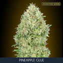 Pineapple Glue (Advanced Seeds) nasiona marihuany feminizowane