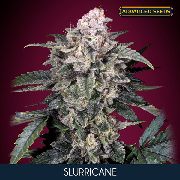 Slurricane (Advanced Seeds) feminizowane