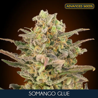 Somango Glue (Advanced Seeds) Nasiona marihuany feminizowane