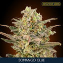 Somango Glue (Advanced Seeds) Nasiona marihuany feminizowane