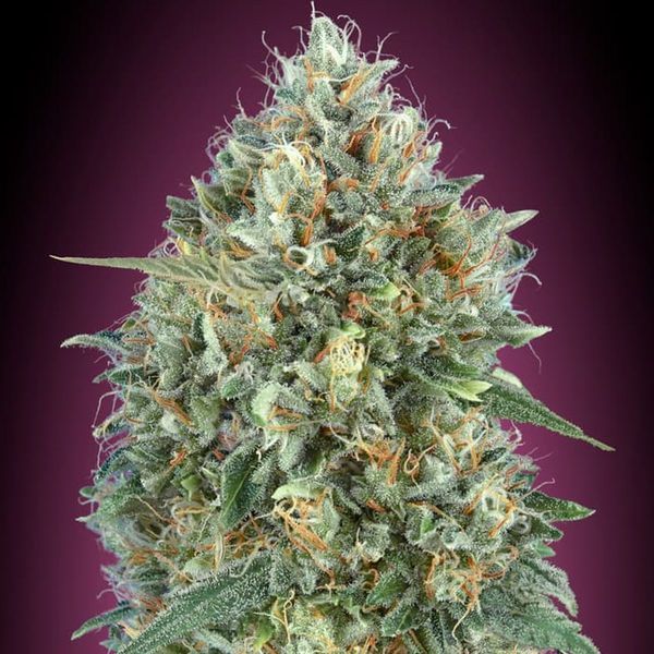 Auto Gelato 33 (Advanced Seeds) nasiona marihuany feminizowane