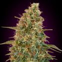 Auto Zkittlez (Advanced Seeds) feminizowane