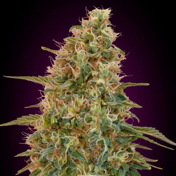 Auto Zkittlez (Advanced Seeds) feminizowane
