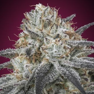 Auto Slurricane (Advanced Seeds) nasiona marihuany automat feminizowane