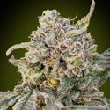 Auto Somango Glue (Advanced Seeds) Feminizowane