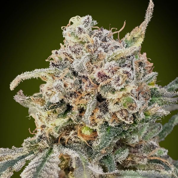 Auto Somango Glue (Advanced Seeds) Feminizowane