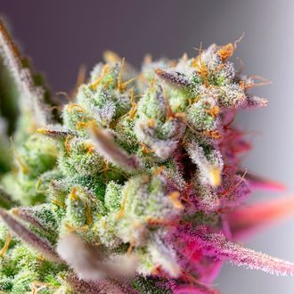 Sweet Mimosa XL Automat (Sweet Seeds) feminizowane