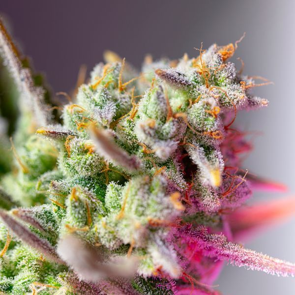 Sweet Mimosa XL Automat (Sweet Seeds) feminizowane