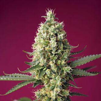 Skywalker OG Runtz XL Automat (Sweet Seeds) feminizowane