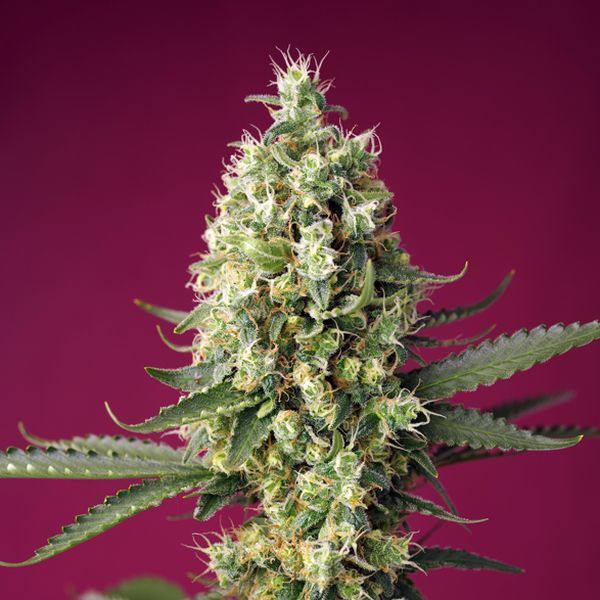 Skywalker OG Runtz XL Automat (Sweet Seeds) feminizowane