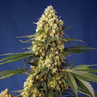 Strawberry Banana Gelato XL Automat (Sweet Seeds) feminizowane