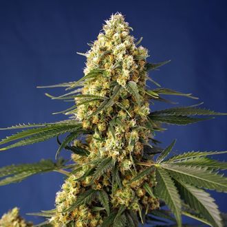 Strawberry Banana Gelato XL Automat (Sweet Seeds) feminizowane