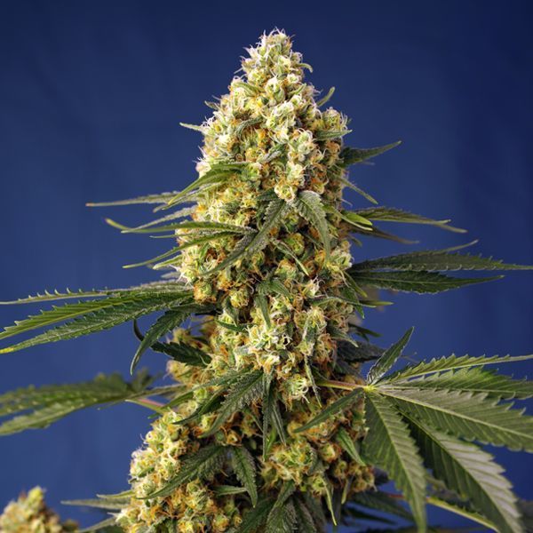 Strawberry Banana Gelato XL Automat (Sweet Seeds) feminizowane