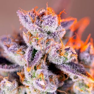 Tropicanna Poison XL Automat (Sweet Seeds) feminizowane