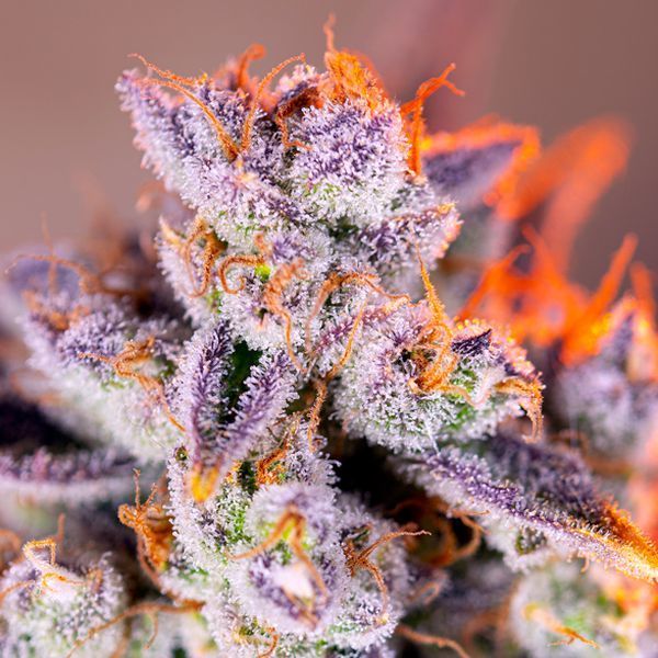 Tropicanna Poison XL Automat (Sweet Seeds) feminizowane