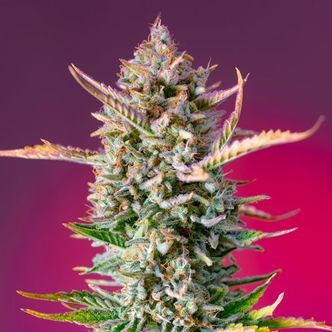 Gorilla Sherbet - F1 Fast Version (Sweet Seeds) nasiona marihuany feminizowane