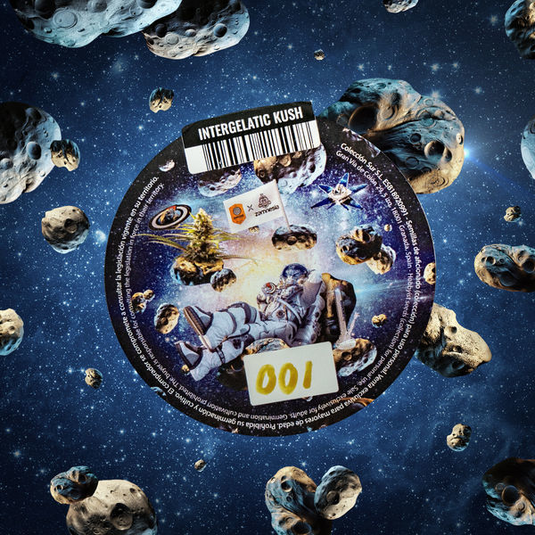 Intergalactic Kush (Kannabia x Zamnesia) feminizowane