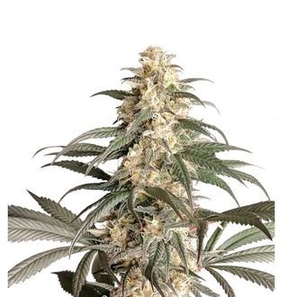 Black Lebanon (Super Sativa Seed Club) feminizowane