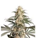 Black Lebanon (Super Sativa Seed Club) feminizowane