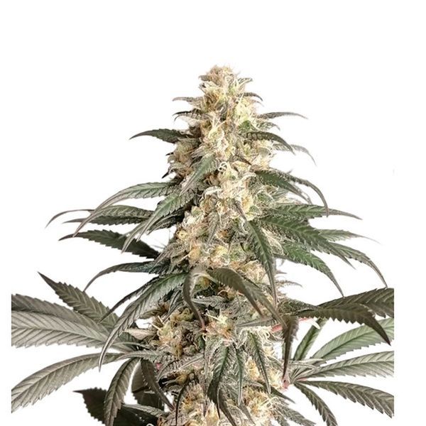 Black Lebanon (Super Sativa Seed Club) feminizowane