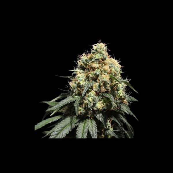 Bruce Lemon Diesel (Super Sativa Seed Club) feminizowane