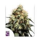 Bruce Lemon Diesel (Super Sativa Seed Club) feminizowane