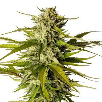 Break-Up Cake (Kannabia) Feminizowane