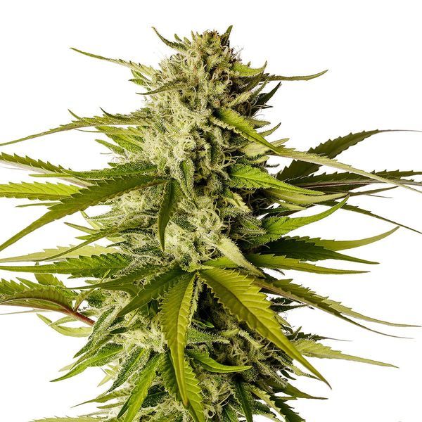 Break-Up Cake (Kannabia) nasiona marihuany feminizowane