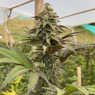 Dosidos (Kannabia) Nasiona feminizowane