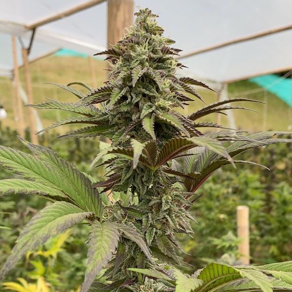 Dosidos (Kannabia) Nasiona feminizowane