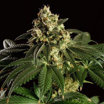 Dream Sherbet (Kannabia) nasiona marihuany feminizowane