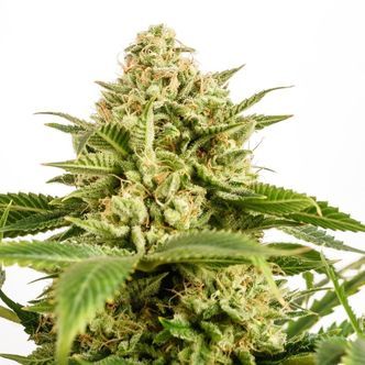 Monkey Grease (Kannabia) feminizowane