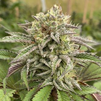 Break-Up Cake Automat (Kannabia) feminizowane