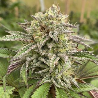 Break-Up Cake Automat (Kannabia) feminizowane